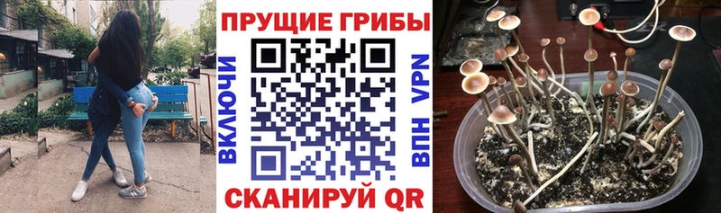 закладка  Ярославль  Галлюциногенные грибы мухоморы 